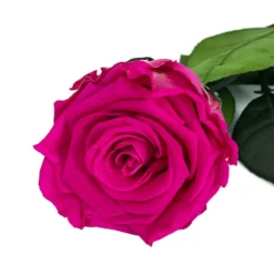 Mundo Eterno Rosa Preservada Fucsia 55cm