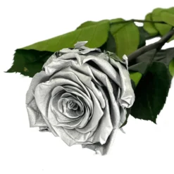 Mundo Eterno Rosa Preservada Plata 55cm