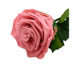 Mundo Eterno Rosa Preservada Rosa Vintage (dusty Pink) 55cm