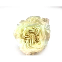 Mundo Eterno Rosa Preservada Romantic Blanca 55cm