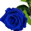 Mundo Eterno Rosa Preservada Azul Oscuro 25cm