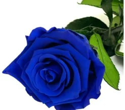 Mundo Eterno Rosa Preservada Azul Oscuro 25cm