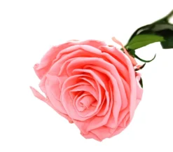 Mundo Eterno Rosa Preservada Rosa 35cm