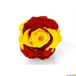 Mundo Eterno Rosa Preservada Bandera España 35cm