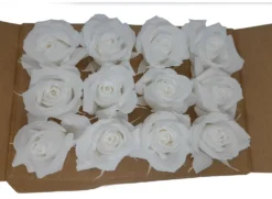 Mundo Eterno Rosas Blancas Preservadas 12 Unidades 3-4cm