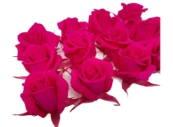 Mundo Eterno Rosas Fucsia Preservadas 12 Unidades 3-4cm