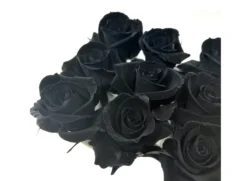 Mundo Eterno Rosas Negras Preservadas 12 Unidades 3-4cm