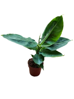 Musa Tropicana Platanera Planta De Interior Ø12