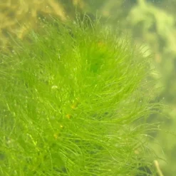 Myriophillum Verticillatum