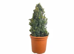 Myrsine Africano M24 (boj Africano)