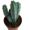 Myrtillocactus Geometrizans Cactus Azul Ø8
