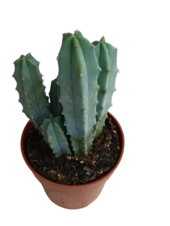 Myrtillocactus Geometrizans Cactus Azul Ø8