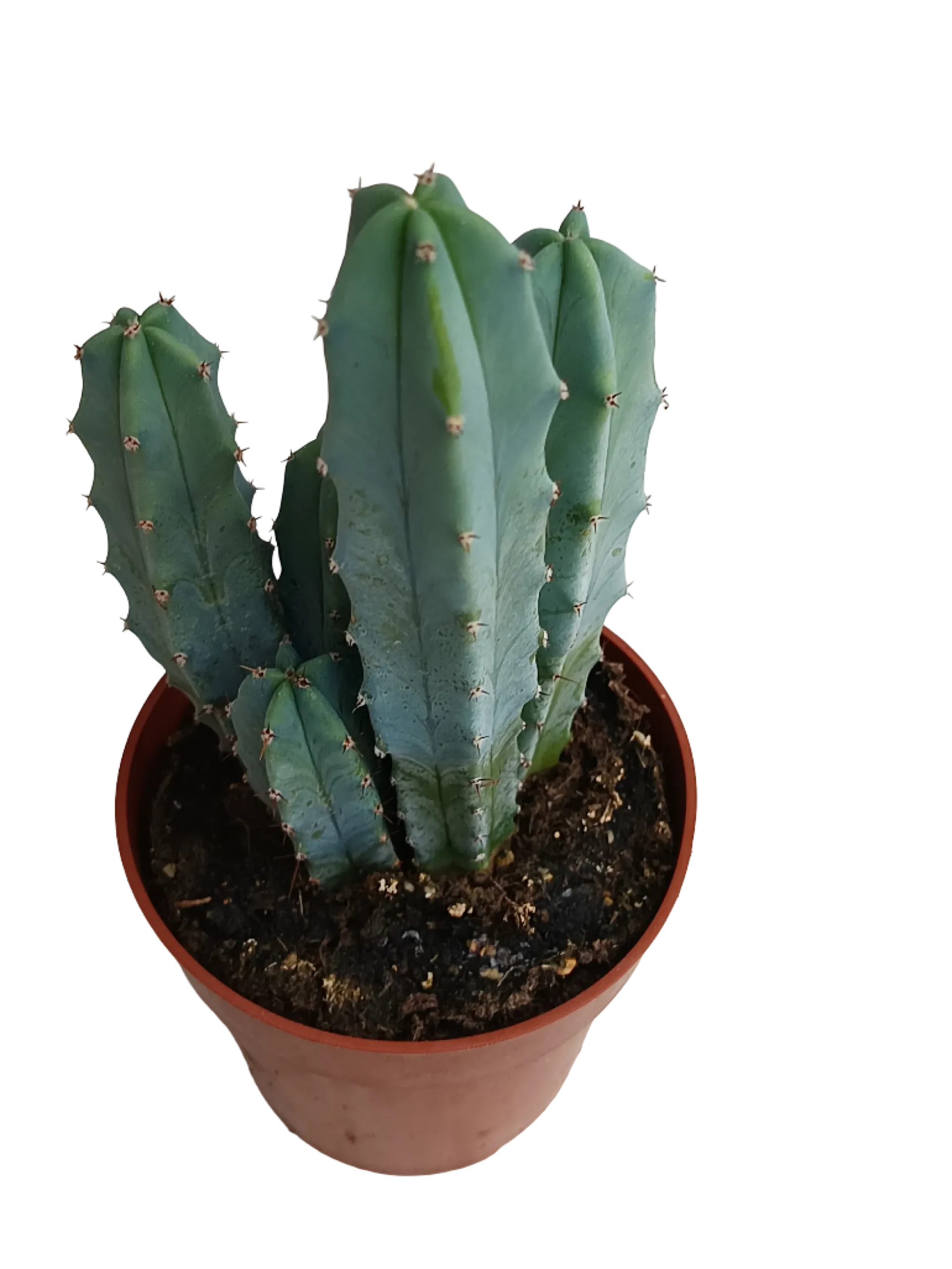 Myrtillocactus Geometrizans Cactus Azul Ø8