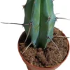 Myrtillocactus Geometrizians Planta Suculenta Natural Ø8