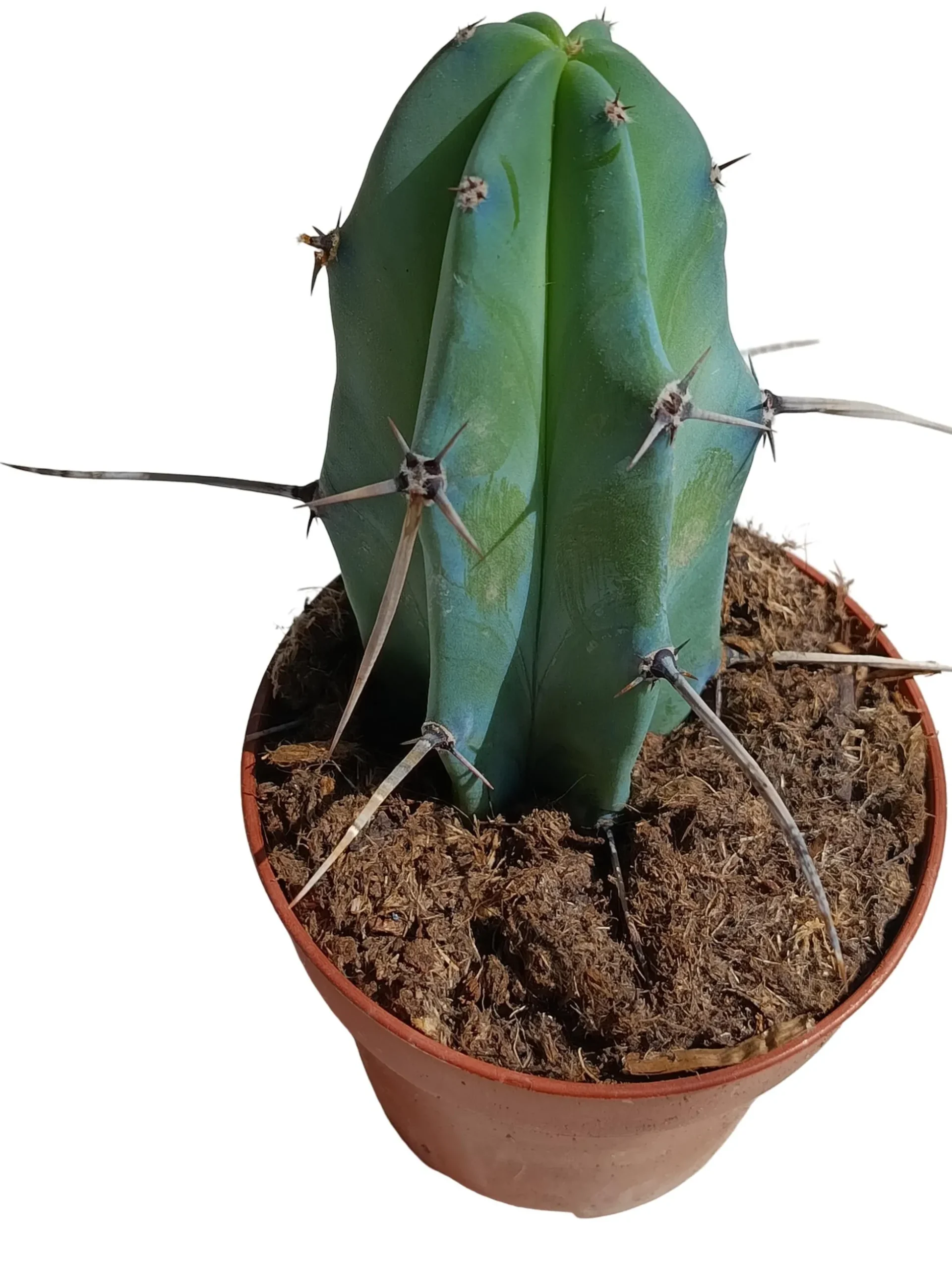 Myrtillocactus Geometrizians Planta Suculenta Natural Ø8