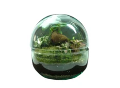 Nanogarden Terrario Ball Ginfit 20x20cm