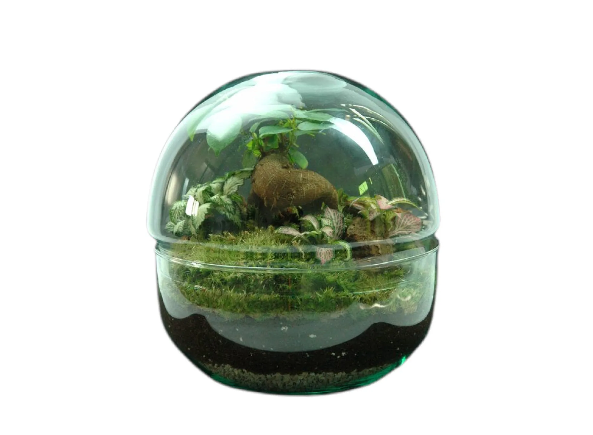 Nanogarden Terrario Ball Ginfit 20x20cm