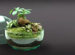 Nanogarden Terrario Ball Ginfit 20x20cm