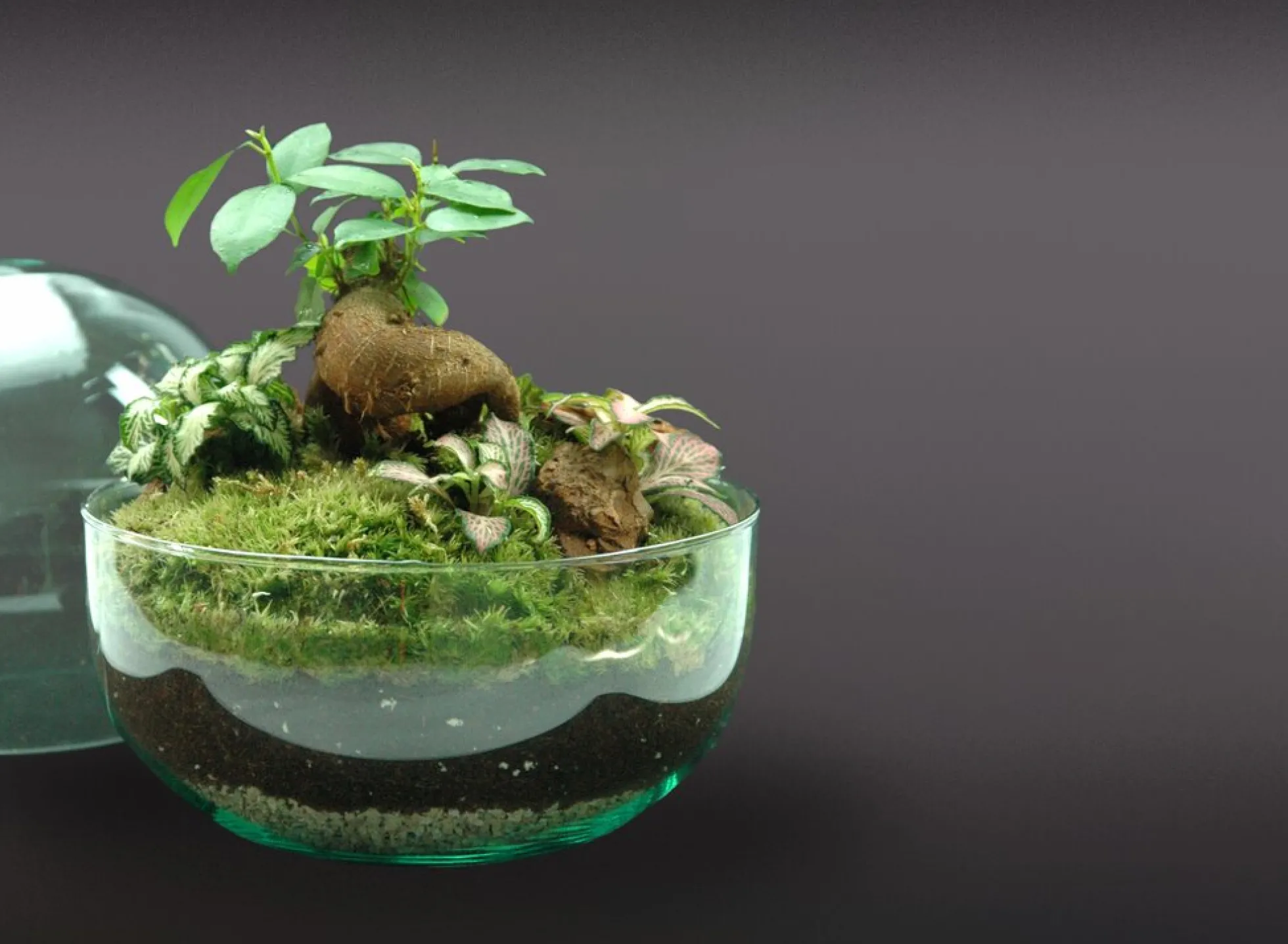 Nanogarden Terrario Ball Ginfit 20x20cm