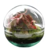 Nanogarden Terrario Ball Sax Fit 12x12 Cm