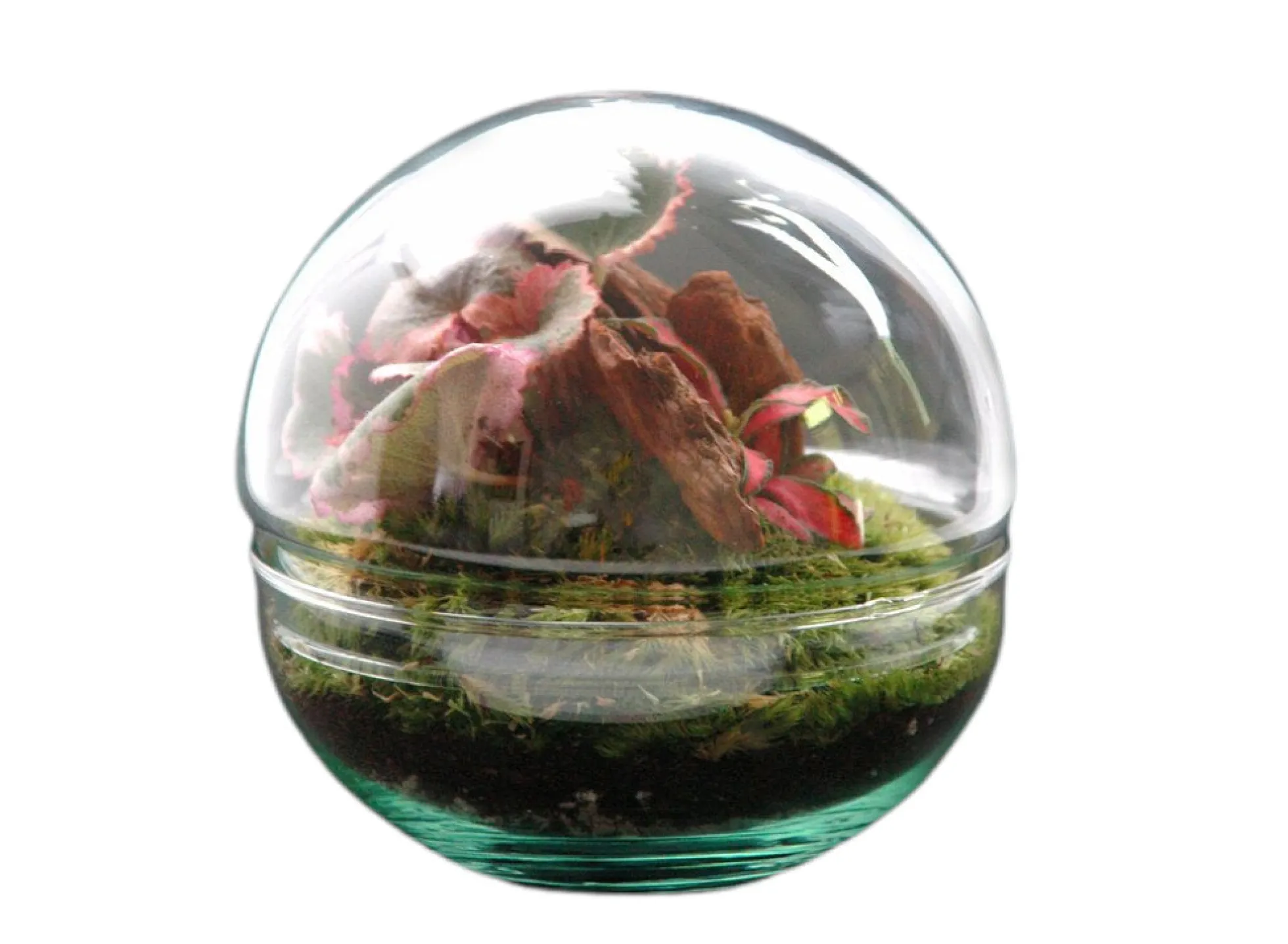 Nanogarden Terrario Ball Sax Fit 12x12 Cm