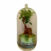 Nanogarden Terrario Ginseng Jungle 30x17 Cm