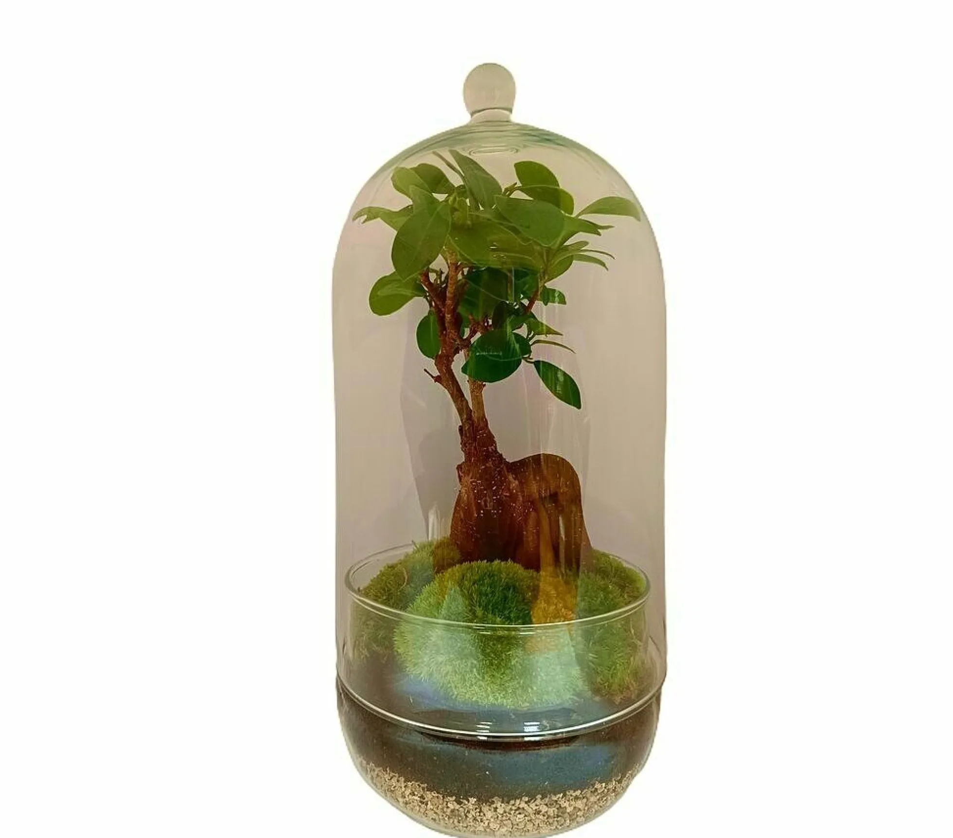 Nanogarden Terrario Ginseng Jungle 30x17 Cm