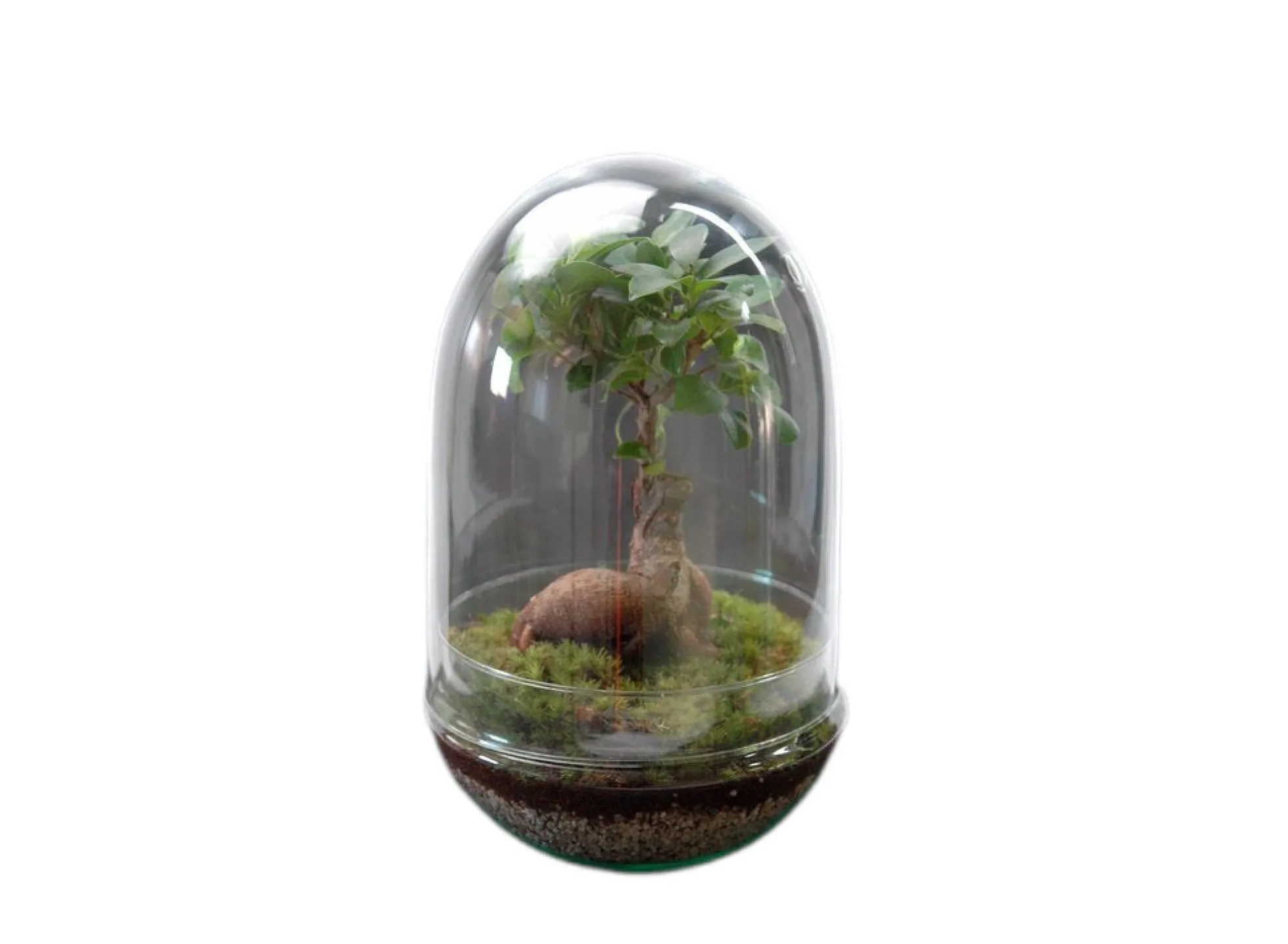 Nanogarden Terrario Ginseng Jungle 30x17 Cm