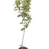 Naranjo - Maceta 22cm. - Altura Aprox. 100/120cm.