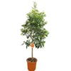 Naranjo Washington Copa M26 100-120cm