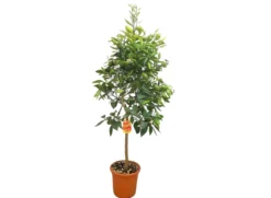 Naranjo Washington Copa M26 100-120cm