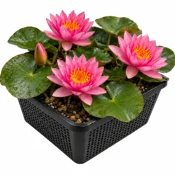 Nenúfar Rosa - Set Completo - Incl. Cesta Sustrato Grava Y Alimento