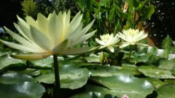 Nenúfar Yellow Princess
