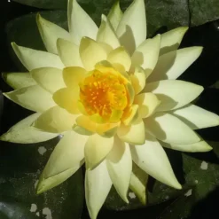 Nenúfar Yellow Princess