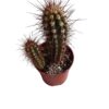 Neocardenasia Herzogiana Cactus Columnar Ø5