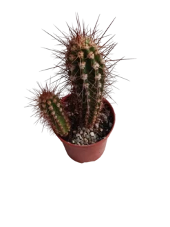 Neocardenasia Herzogiana Cactus Columnar Ø5