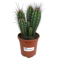 Neocardenasia Herzogiana M17 45cm