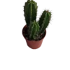 Neoraimondia Herzogiana Cactus Planta Natural Ø5