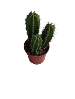 Neoraimondia Herzogiana Cactus Planta Natural Ø5