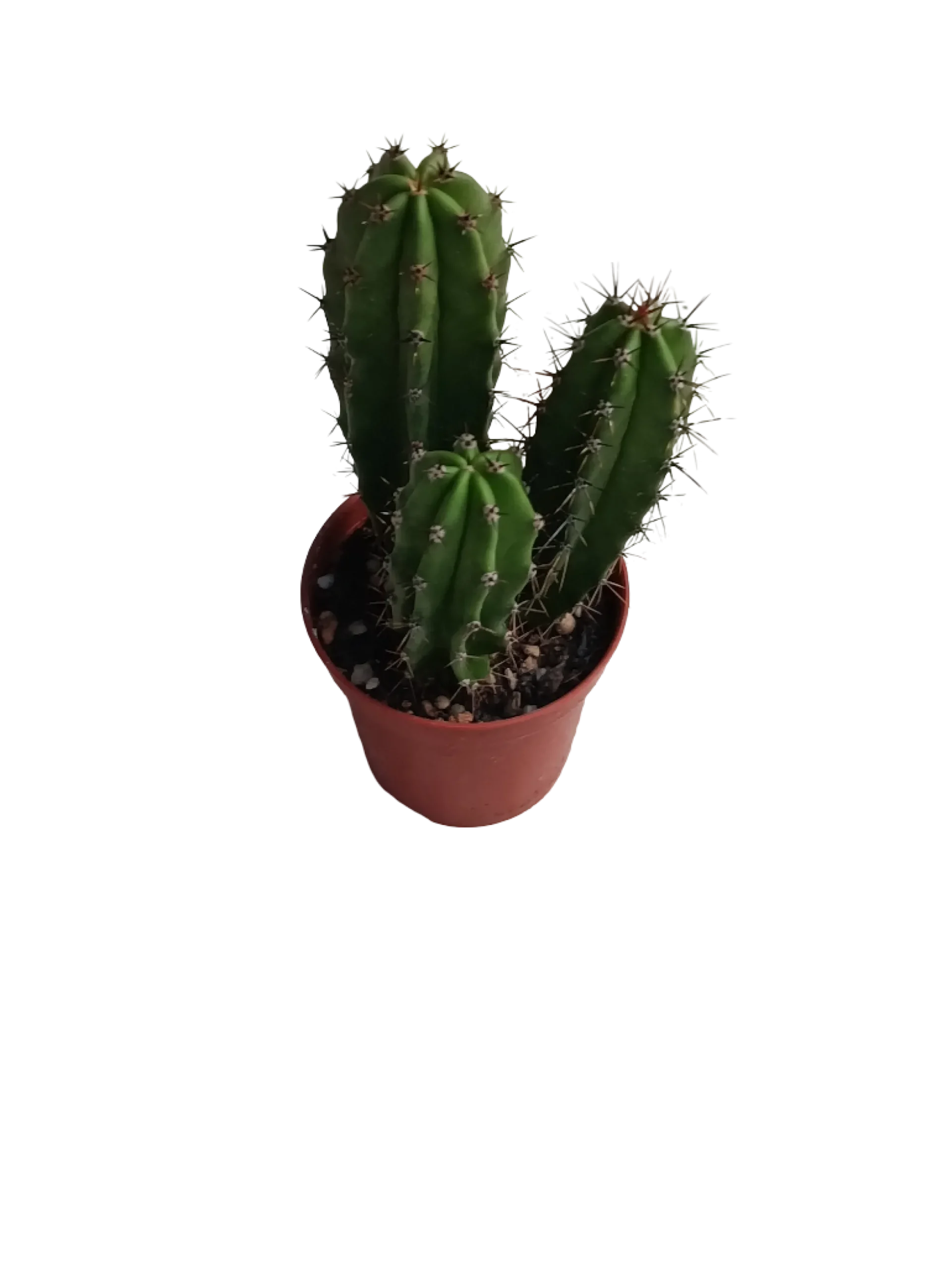 Neoraimondia Herzogiana Cactus Planta Natural Ø5