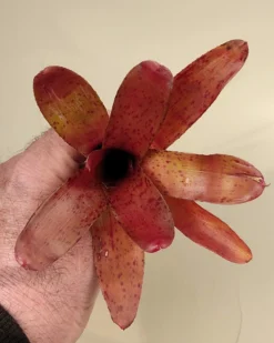 Neoregelia Iride; bromelia colorida, bromelia punteada; Curiosarium; altura 15 cm, diámetro 10 cm, sin sustrato