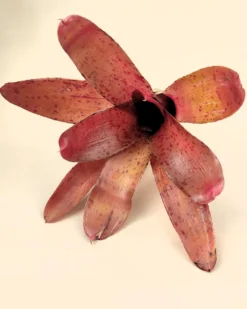 Neoregelia Iride; bromelia colorida, bromelia punteada; Curiosarium; altura 15 cm, diámetro 10 cm, sin sustrato