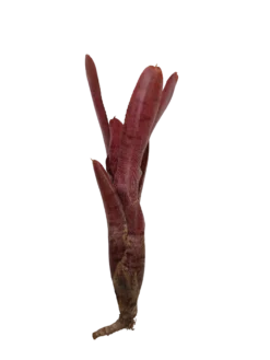 Neoregelia Punctatissima Rubra Hybrida Planta De Interior Y Terrario