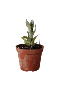 Neoregelia Small Fry Planta Bromelia Para Terrarios E Inteior