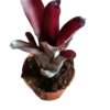 Neoregelia Sooty Planta Bromelia De Interior 10-12 Cms
