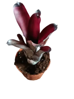 Neoregelia Sooty Planta Bromelia De Interior 10-12 Cms