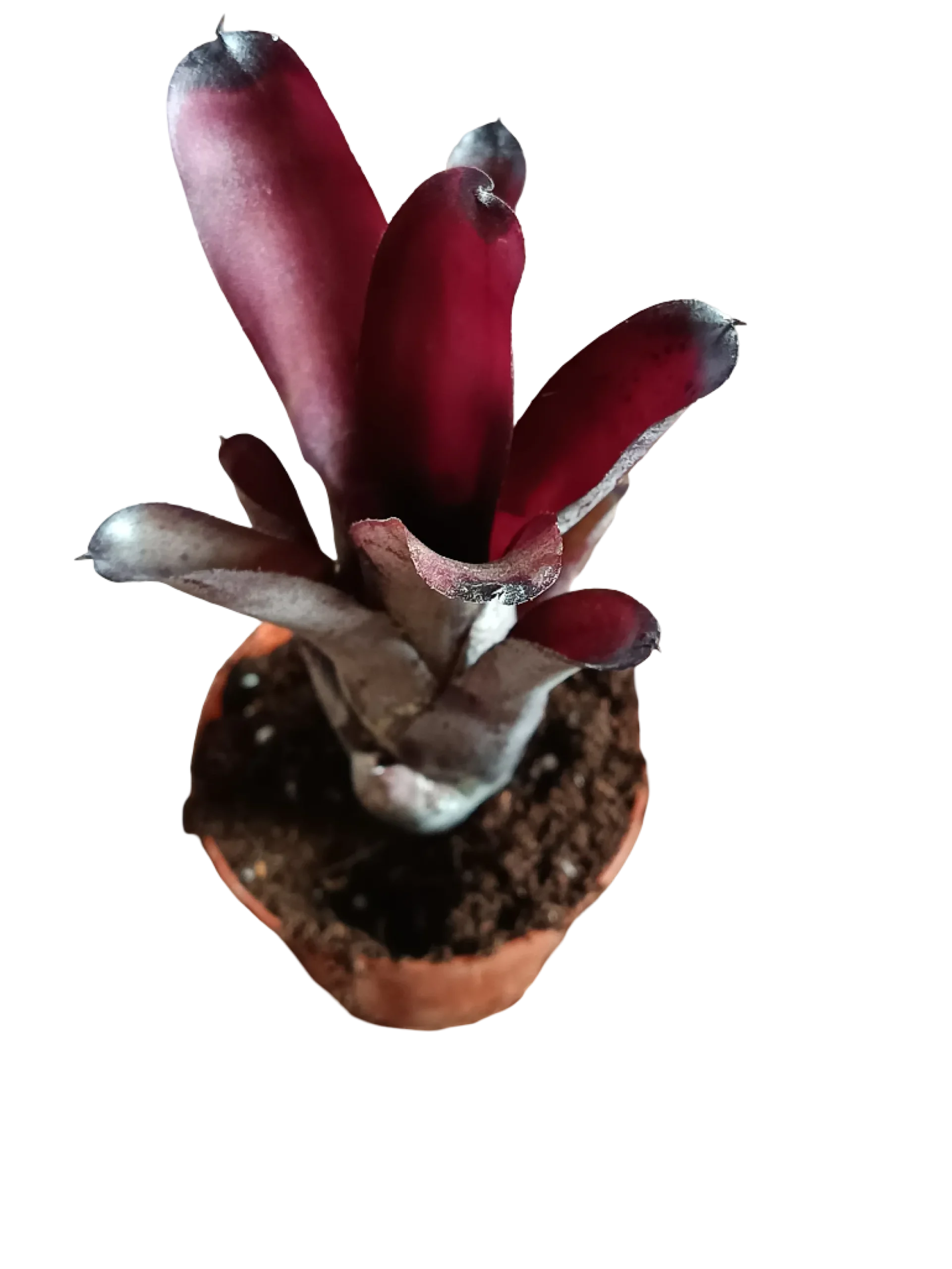 Neoregelia Sooty Planta Bromelia De Interior 10-12 Cms