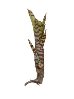 Neoregelia Tigrina Planta Bromelia De Interior Ideal Terrarios