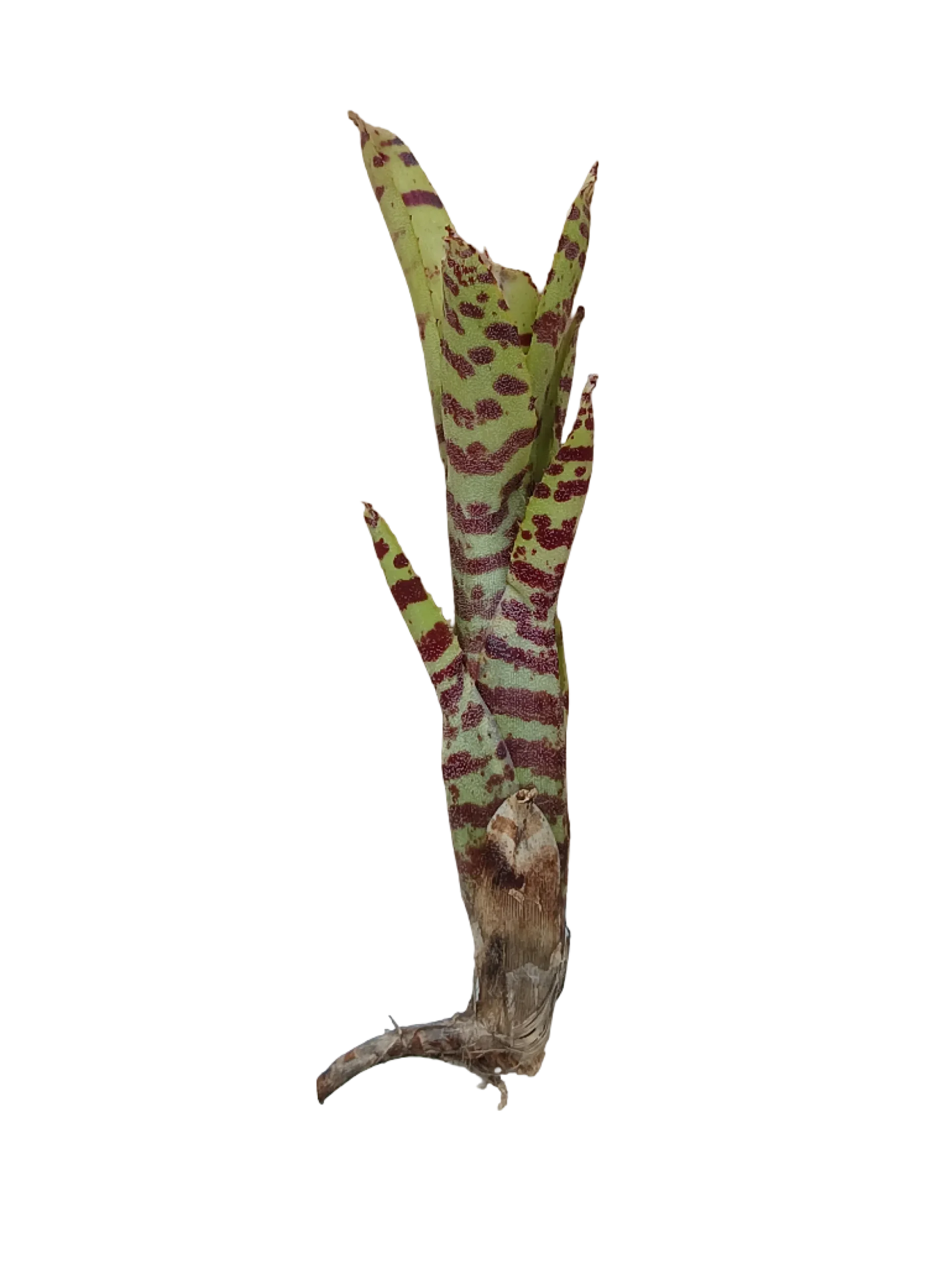 Neoregelia Tigrina Planta Bromelia De Interior Ideal Terrarios