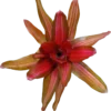 Neoregelia Vulcano Planta Natural Bromelia Ø12